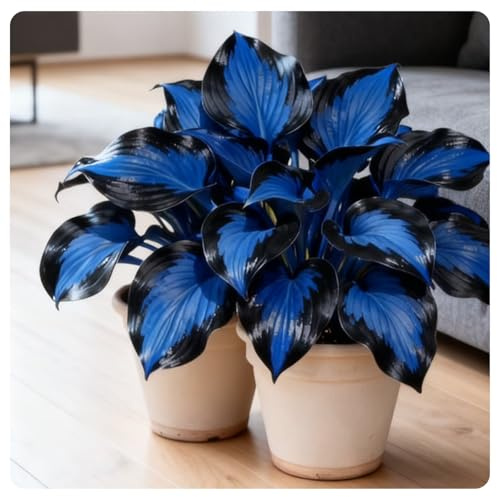 Rare Hosta Perennial Can Be Planted Now,Garden Decoration,No Watering Required,Hardy.-15Rizomas-I