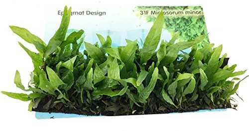 Java Fern Minor/Microsorum minor (thin leaves) Epaqmat - Green touch long 4 x 13 cm - Live aquarium plant