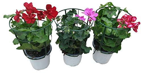 DECOALIVE Murcianas - Pack 3 Plantas - Geranios Gitanilla o Murciana Pelargonium