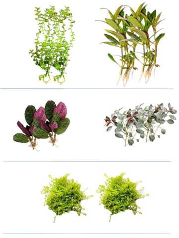 Floratica Super Mix Bundle V1 80Lt - 160lt - 240lt Live Aquarium Plants Tropical Fish Tank Shrimp Safe Snail Free (160lt)