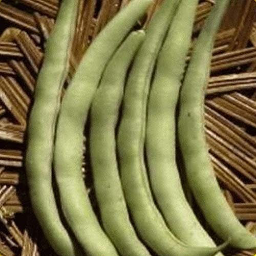 Perejil Semillas, Musgo encrespadas, la Herencia, orgánicos, no GMO, 100 Semillas, Semillas de perejil