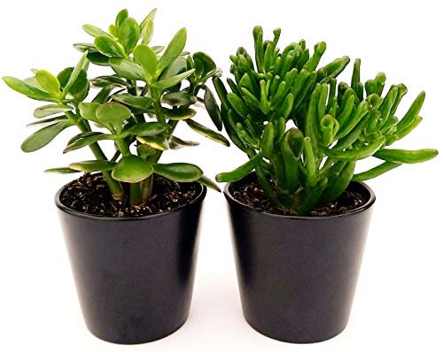 POWERS TO FLOWERS - CRASSULA OVATA HOBBIT e CRASSULA OVATA, ALBERO DI GIADA, VASO 13CM, piante vere