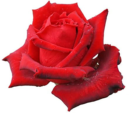 Hybrid Tea Rose Plants, 'Fragrant Cloud', 1 x Full Plant in a 5 Litre Pot, Red Rose Bush, Garden Ready and Ready to Plant, Premium Quality Roses