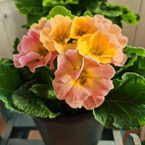 semi di primula resistenti per il giardino primule selvatiche selvatici da balcone primaverile, selvatici to perenni recisi 50pcs
