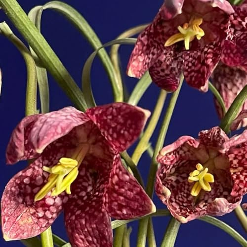 tuberi corona imperiale - fritillaria Coltivare da giardino sul balcone corone imperiali di, tappezzanti, resistenti, da giardino interno 12bulbi