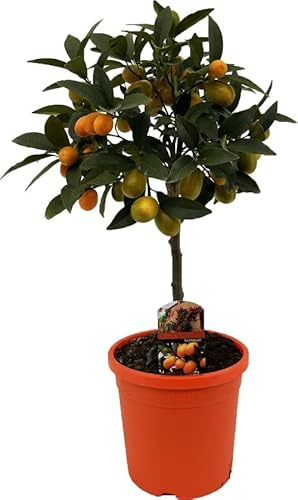 DECOALIVE Planta de Kumquat Naranjo Eo Natural para la Casa