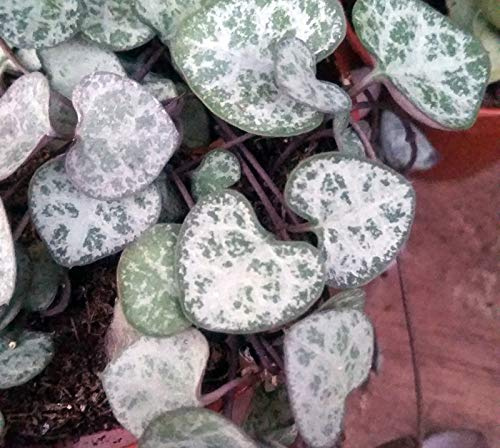 Portal Cool 3 X 12 & # 034; Talee: [Stem taglio] Cadena de corazones – Ceropegia woodii – Succulente colgante – Malta