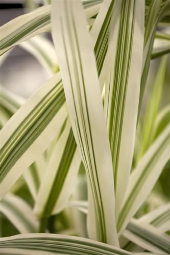 Arundo donax 'Variegata' 11x11 cm Topf – Mehrjährig, Pflegeleicht – Buntblättriges Riesenschilf – Ziergras für Teichrand & Kübel