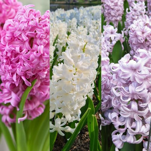 Carbeth Plants - 30 x Hyacinth Spring Bulbs Pretty in Pink Mix - Highly Fragrant Outdoor Flowering Perennials - UK Hardy Low Maintenance Pollinator Friendly - Grow in Beds, Borders and Patio Pots