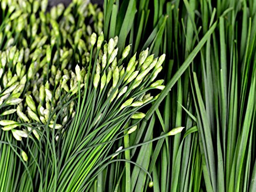 250++ Garlic Chives Seeds Herb Allium Tuberosum Non GMO