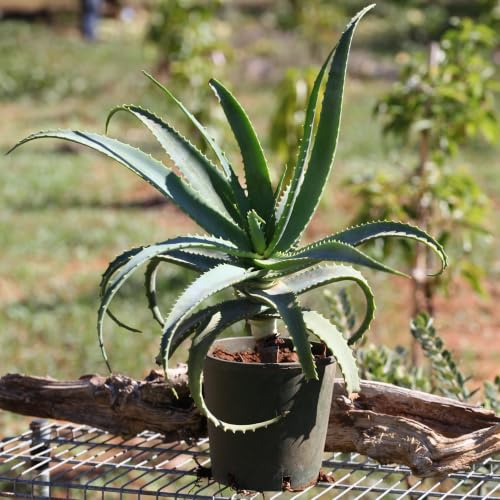 TeoNatura Pianta di Aloe Arborescens Biologica in Vaso 16cm – Pianta Viva 5 Anni | Coltivata a Marsala, Sicilia | Alta Concentrazione Principi Attivi | Certificata IT BIO 005 – Made in Sicily
