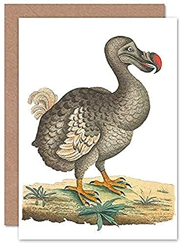 Fine Art Prints Bird Dodo Vintage Illustration Greeting Card With Envelope Inside Premium Quality
