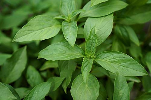 Graines Basilic fin vert à petites feuilles - sachet de 1200 graines - Ocimum/brasilicum/Lamiaceae - Graines de style
