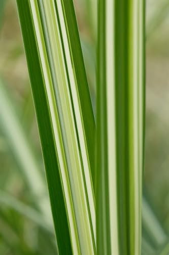 Miscanthus sinensis 'Silberwolke' – Winterhart, Mehrjährig, Pflegeleicht – Chinaschilf – Ziergras für Garten & Sichtschutz
