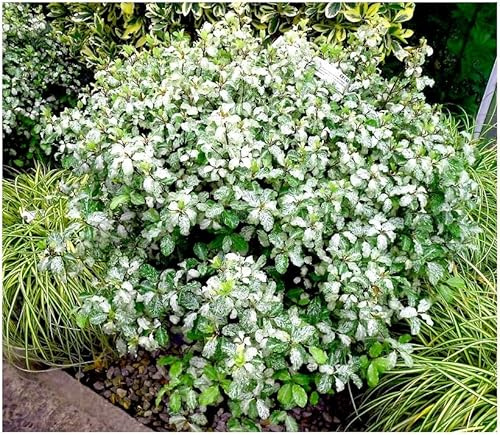 GrowOn Shrubs [2 Litre] Pittosporum Tenuifolium 'Irene Paterson' | Evergreen Shrub | Outdoor Garden Ready Plant | Spring and Summer Flowering | Purple Flowers