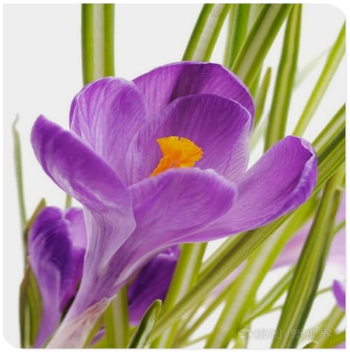 Rizomi di Crocus-Per Ogni Spazio/Resistente e Facile da Curare/Colore Vivido/Decorazione per Casa e Giardino-B-15 Rhizome