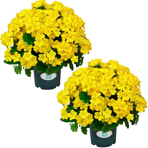 QIANYUN Artificial Topiary for Outdoors- 20” Potted Plant Fake Geraniums Bush-UV Resistant Artificial Outdoor Plant for Front Porch, Garden, Yard, Patio Decor (Yellow)