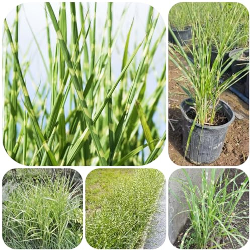 semi di zebragrass, esterno verdi varietà da balcone prodotti sostenibili alle pietre giardino all'esterno rare regali 50pcs