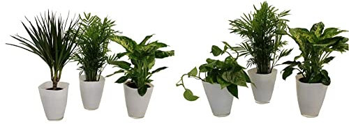 Dominik Blumen und Pflanzen, Fresh-Air-Trio, Dracena Marginata, Zimmerpalme mit Dieffenbachia und Dekotopf, weiß &, Tropic-Trio, Efeutute Zimmerpalme mit Dieffenbachia und Dekotopf, weiß