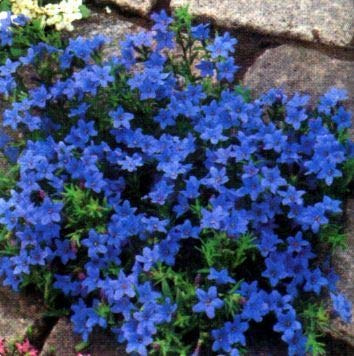 Generic Fresh 200 Pcs Rock Cress Flower Seeds for Planting Dark Blue 1