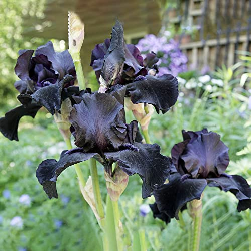 Bulbos de iris - cobertura del suelo de jardín resistentes en macetas al aire libre primavera resistentes iris, para lugares soleados balcón 2pcs