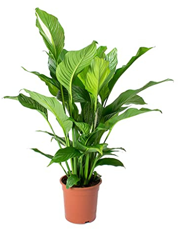 BloomPost Spathiphyllum - 65-75 cm - Bajo Mantenimiento - Planta de Interior - Fácil de Cultivar - Planta para el Hogar y La Oficina - Para un Aire Limpio - Maceta no Incluida