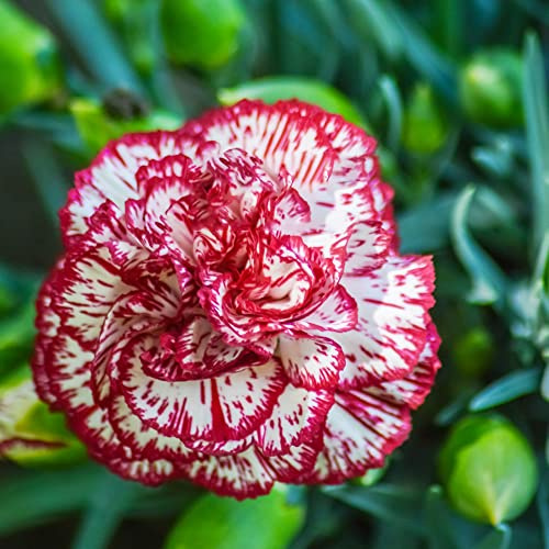 Nelkensamen gewächshaus balkon gartendeko für draußen indoor garten wildkräuter wildblumen balkonblumen gartenpflanzen schmetterlingsflieder blumensamen kaufen bonsai topf 15samen