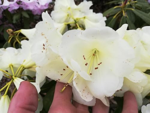 Rhododendron Hybride Yankari - Großblumige Alpenrose - 30-40cm
