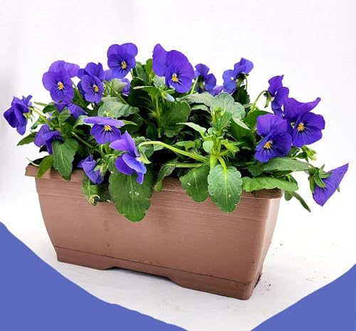 POWERS TO FLOWERS - VIOLE DEL PENSIERO, VIOLA A FIORE PICCOLO BLU IN BALCONETTA 22X10CM, pianta vera