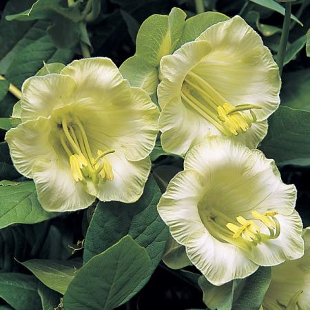 COBEA SCANDENS BIANCO NR.25 SEMI