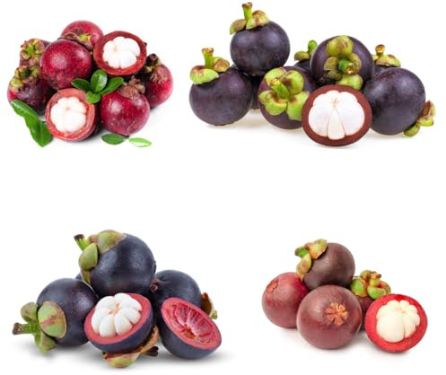 acquistare semi di mangostano, vecchie varietà rari regali per giardinieri mangostano, giardino frutteto esotiche da nani 20pcs