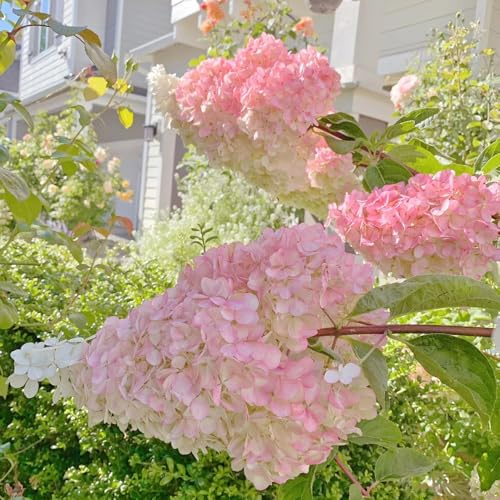 semi resistenti di ortensia pannocchia rampicanti, biologici di ortensia pannocchia di perenni resistenti da balcone, 30pcs