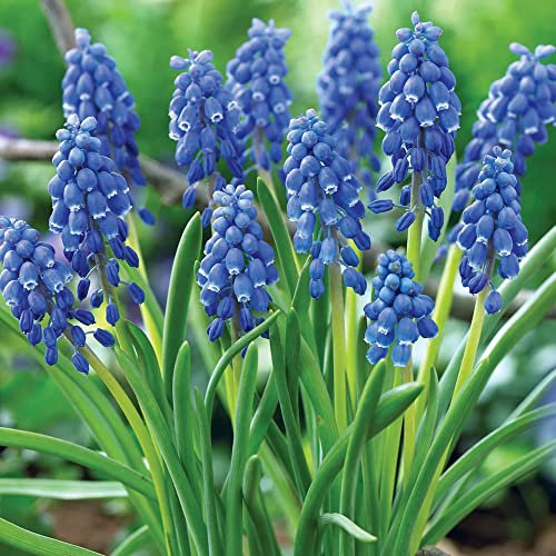 schone 20 x Muscari Armeniacum – Spring Flowering Bulbs – Grape Hyacinth – Perennial – Long-Lasting Blooms for Cut Flowers – for Your Beautiful Garden