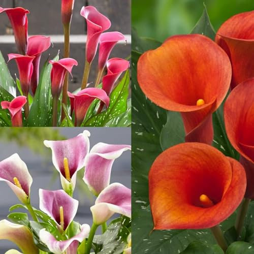 Calla Lily Bulbs-Calla Lily Bulbs for Planting Now UK,Garden Flowers,Plant Bulbs,Hardy Perennial,Wedding Flowers-4bulbs-A
