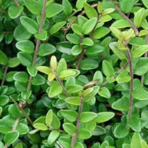 6 x Kaprifol 'Elegant' - Lonicera Nitida 'Elegant' 15-20 cm Krukstorlek- L'Élégance Verte pour Votre Jardin