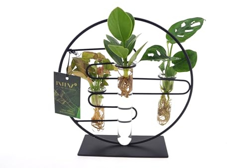 Dubai | Monstera - Syngonium - Neon - Clusia - Monstera - Hydropony - 25cm - Ø12cm