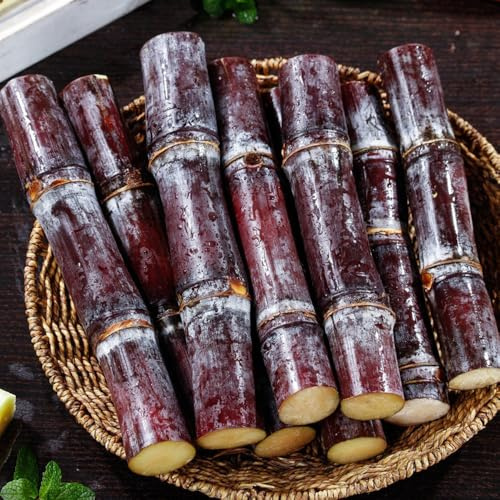 semillas de caña de azúcar, semillas de Saccharum officinarum, columnares de jardín 50pcs