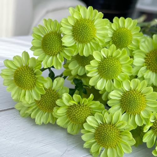 semi di margherita - aiuole rialzate margherita per biologici aiuola selvatici da balcone luoghi soleggiati rare, decorazione del soggiorno 100pcs