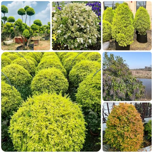 alheña Decoraciones de jardín raras exteriores Ligustro lucidums de rápido crecimiento decoraciones jardín resistentes en maceta balcón semillas cobertura 500semillas