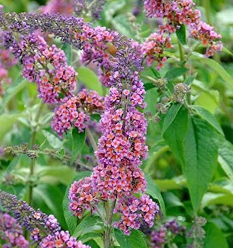 Buddleja davidii ‘Flower Power’ 40–60 cm – Winterhart, Mehrjährig, Pflegeleicht – Sommerflieder – Zierstrauch für Garten & Beet