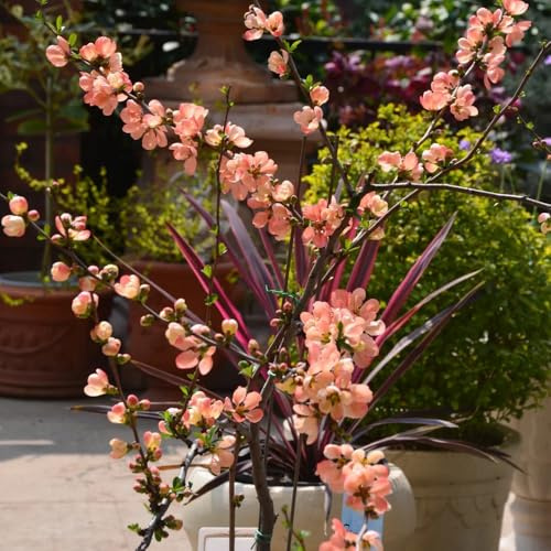 begonien malus spectabilis deko, balkon blumenwiese mehrjährig, seltene winterharte schnittblumen 350samen
