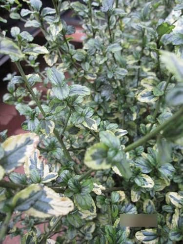 Ceanothus thyrsiflorus El Dorado - Kalifornischer Flieder El Dorado 30-40