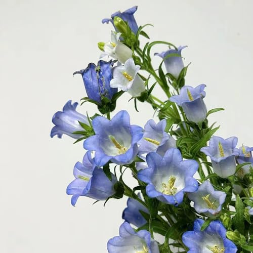 Semi di campanula, varietà antiche biologiche giardino roccioso giardino sul balcone recisi rare rampicanti in vaso Aiuole rialzate per 200pcs
