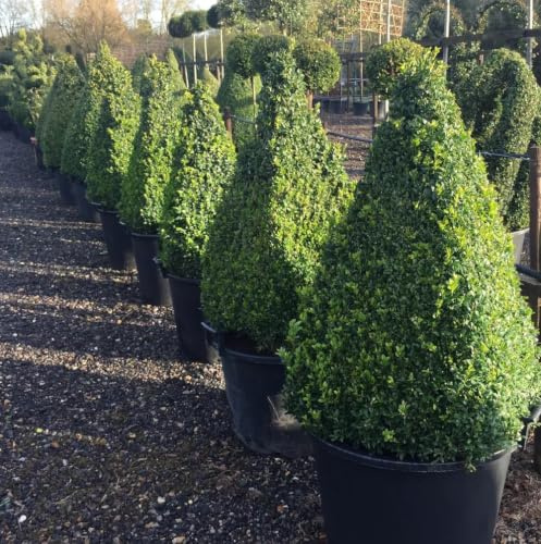 Bosso comune Buxus sempervirens pianta a cono (forma piramidale) in mastello ø40 h 120 cm