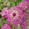 35 semillas de ciruelo astrantia