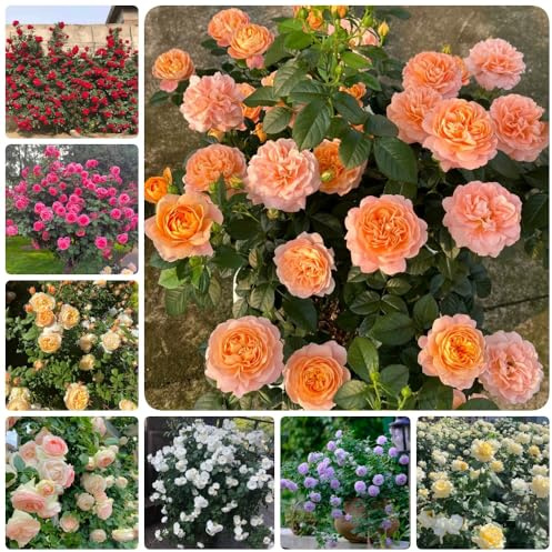 semillas de rosal, silvestres Semillas de rosa chinensis, resistentes para el jardín de variedades antiguas exterior 50pcs
