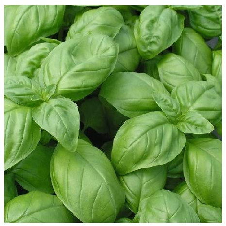 Basil Large Leaf Sweet Italian/Grow Indoors and Outdoors / 2000 Seeds