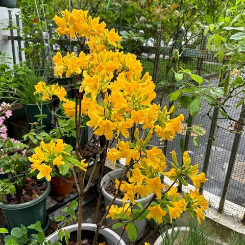Semillas de azalea y rododendro, resistentes, interior jardín, arbustos ación jardín resistentes 180pcs