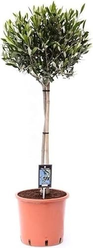 Olivo Planta Ornamental para el Interior del Hogar | Árbol de Olivo Natural | Mide unos 50cm