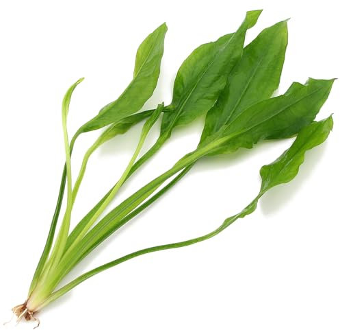 K2AQUA Echinodorus Bleheri Live Aquarium Plant Tropical Freshwater Rooted Green Background Aquascape Hardy Low Light Easy Care Suitable for Fish Substrate Plant for Large Tanks